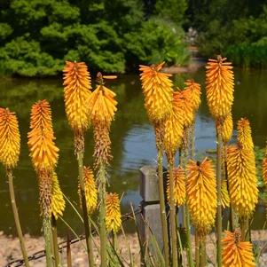 Kniphofia ‘Spanish Gold‘ Kniphofia ‘Spanish Gold‘