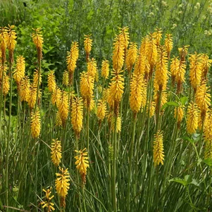 Kniphofia ‘Sunningdale Yellow‘ Kniphofia ‘Sunningdale Yellow‘