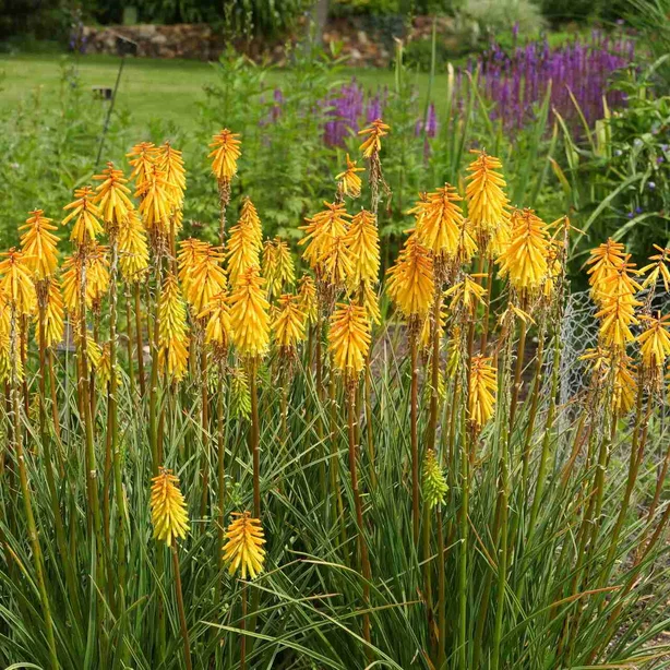 Kniphofia ‘Tyger Tyger‘ Kniphofia ‘Tyger Tyger‘