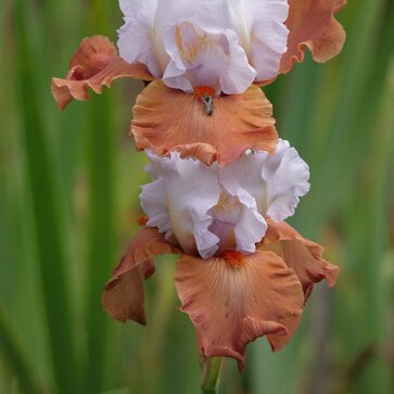 Kosatce v službe krásy aj praktickosti