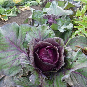 Krásne rozkvitnutá hlávka kapusty červenej