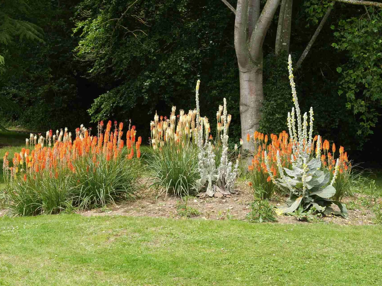 krásne trvalky - fakľovky/kniphofie - v parku krásne trvalky - fakľovky/kniphofie - v parku