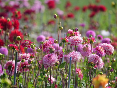 kvitnúce georgíny v záhrade