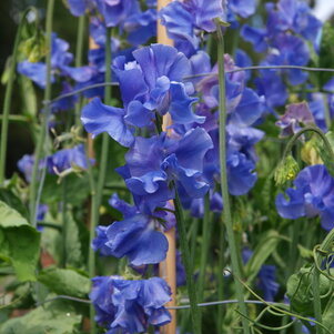 Lathyrus ‘Just Julia‘