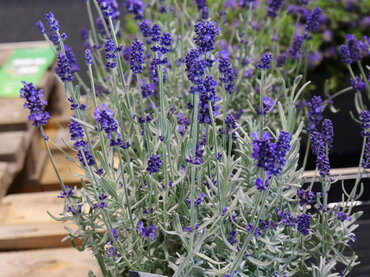 Lavandula Felice Silver