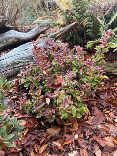 leukotoe - Leucothoe Curly Red_