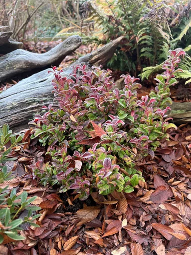 leukotoe - Leucothoe Curly Red_ leukotoe - Leucothoe Curly Red_