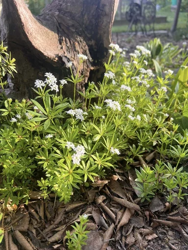 lipkavec marinkový - Gallium odoratum_ lipkavec marinkový - Gallium odoratum_