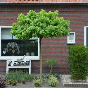Liquidambar styraciflua ‘Gummball‘