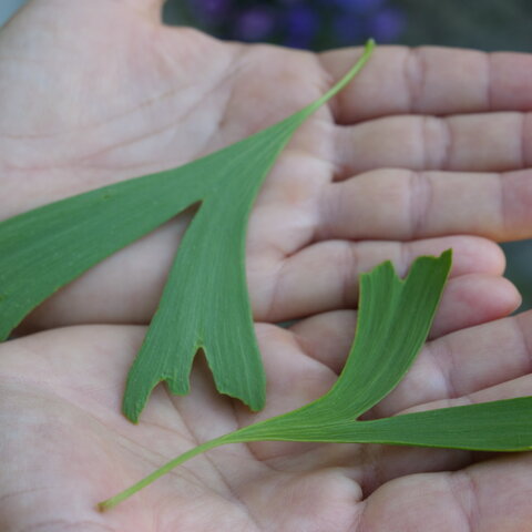 Listy Ginko Biloba