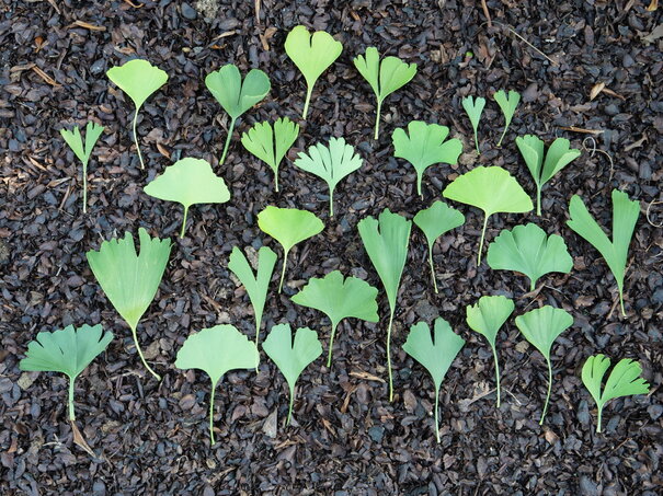 listy ginko biloba - rôzne druhy