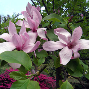 Magnolia Galaxy