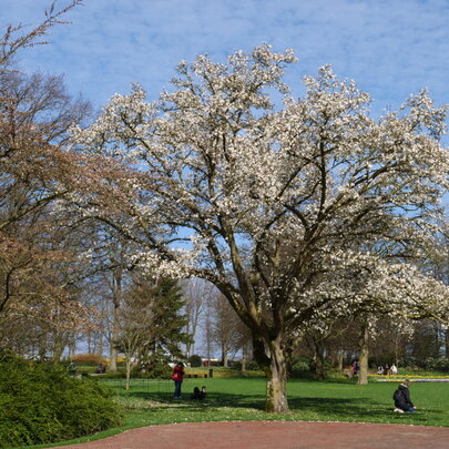 Magnolia kobus