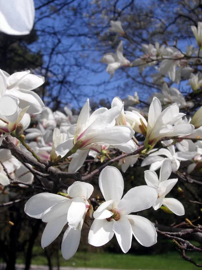 Magnolia Kobus Magnolia Kobus