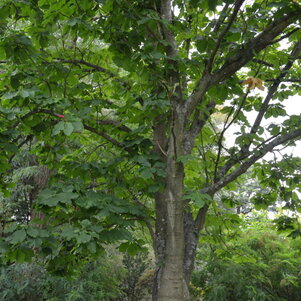 Magnolia Officinalis