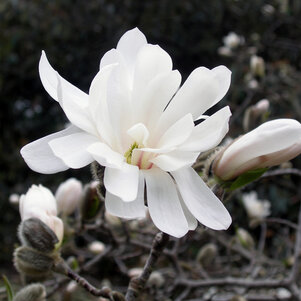 Magnolia Stellata