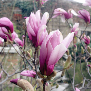 Magnolia Susan