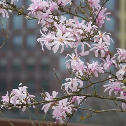 Magnolia x loebneri ‘Leonard Messel‘ Magnolia x loebneri ‘Leonard Messel‘