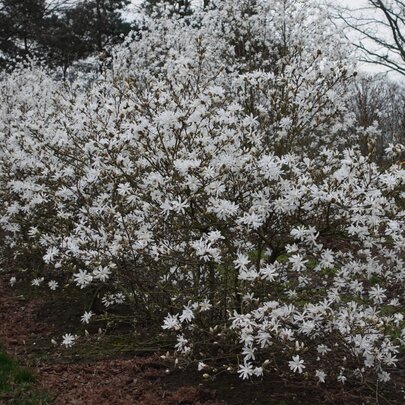 Magnolia x loebneri ‘Merrill‘