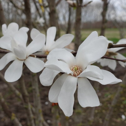 Magnolia x loebneri ‘Merrill‘ - detail kvet