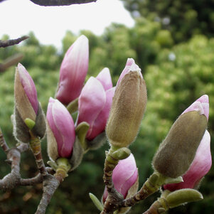 Magnolia x soulangeana