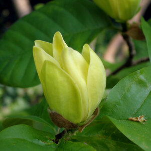 Magnolia Yellow Bird