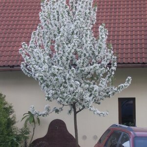 Malus baccata ‘Street Parade‘