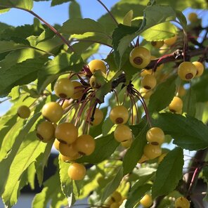 Malus Evereste