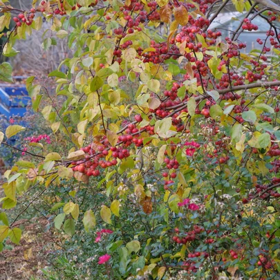 Malus ‘Evereste‘