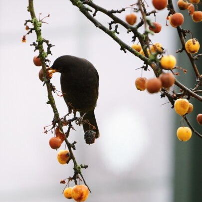Malus ‘Golden Hornet‘