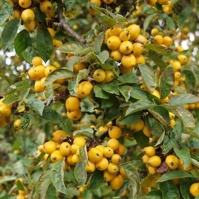 Malus ‘Golden Hornet‘ - plody.