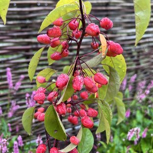 Malus ‘Indian Magic‘
