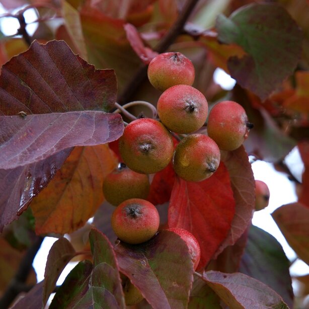 Malus ‘Indian Magic‘