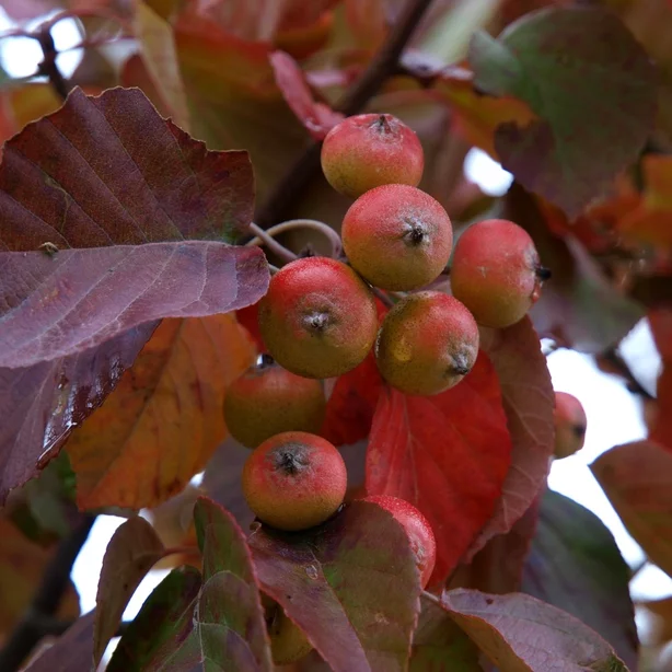 Malus ‘Indian Magic‘