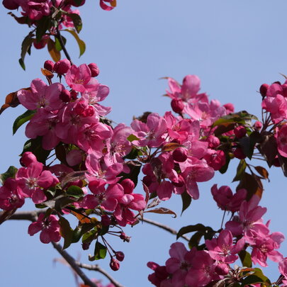 Malus ‘Rudolph‘.