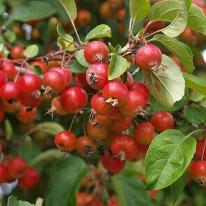 Malus toringo ‘Brouwers Beauty‘