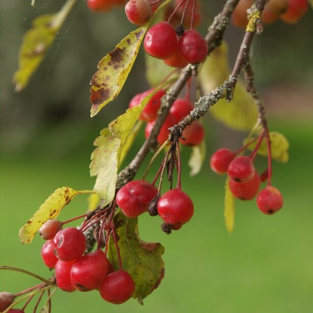 Malus toringoides