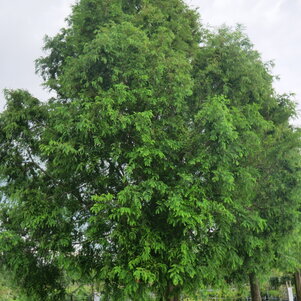 metasekvoja waasland