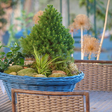 Miniatúrne formy smreka bieleho