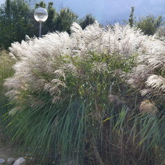 Miscanthus