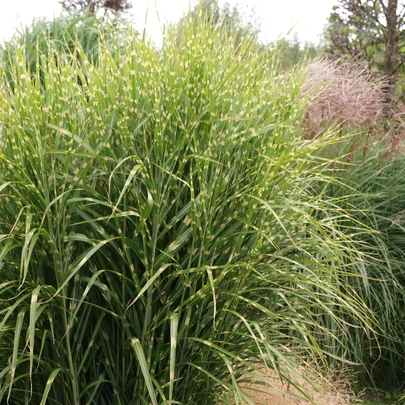 Miscanthus sinensis ‘Zebrinus‘.