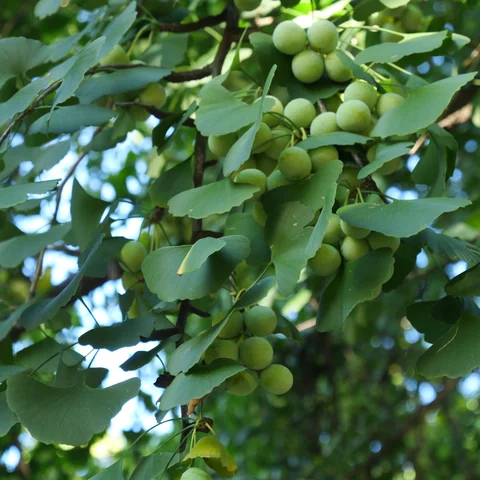 mladé plody ginka
