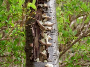 mrazová doska - napadnutie hubami