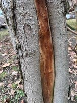 mrazová doska - poškodenie hmyzom