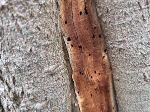 mrazová doska - poškodenie hmyzom - detail