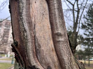 mrazová doska v štádiu čiastočného uhojenia