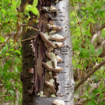 Mrazové dosky – vážne poškodenia kmeňov stromov