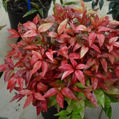 N. ‘Blush Pink‘ N. ‘Blush Pink‘