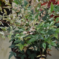 N. ‘Twilight‘ N. ‘Twilight‘