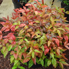 Nandina ‘Blush Pink‘